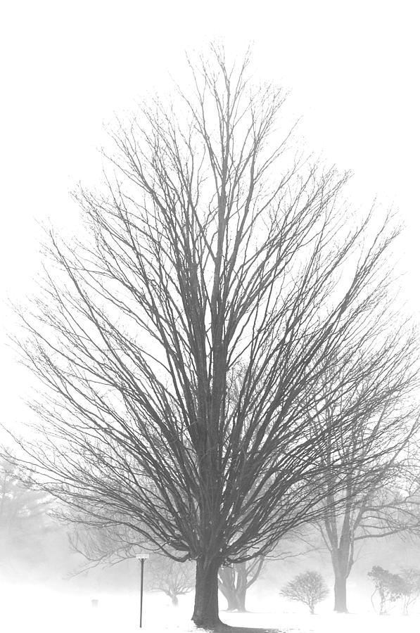 Winter Snow Fog Photograph by Caroline Stella