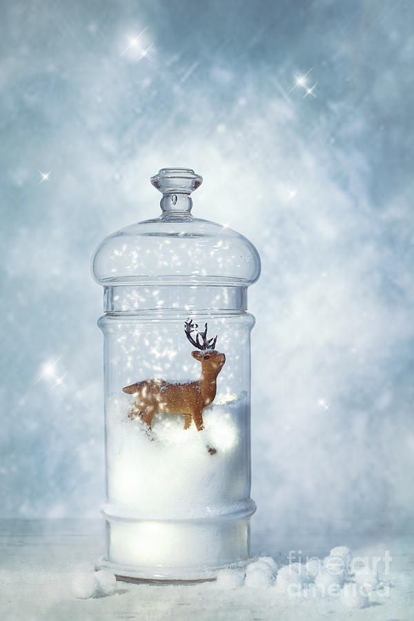 Winter Snow Globe Photograph by Amanda Elwell - Fine Art America