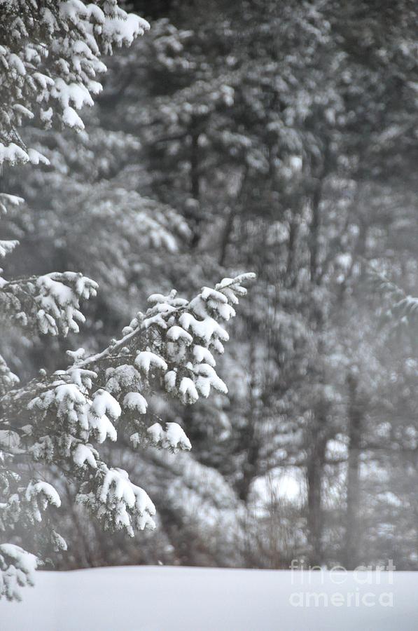 Winter snow Photograph by John Black