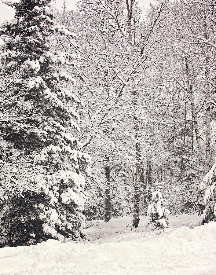 Winter Snow Landscape Print Photograph by Gwen Gibson