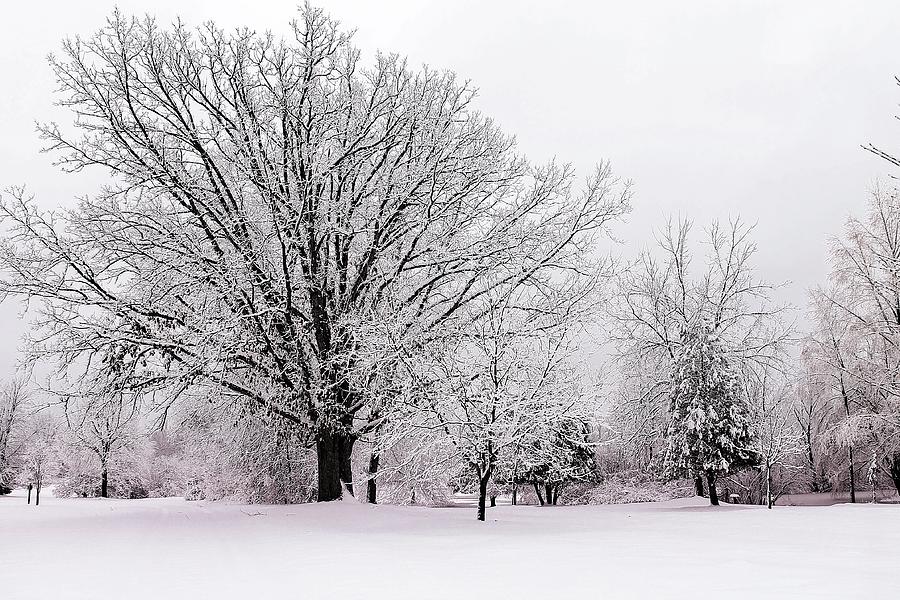 Winter Snow Storm 1 Photograph by Scott Hovind