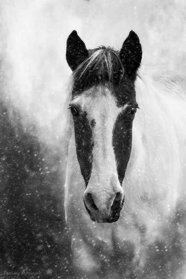 Winter Snow Storm Black White Horse Photograph by Melissa Bittinger