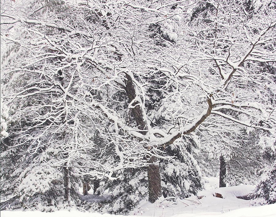 Winter Snow Storm Print Photograph by Gwen Gibson