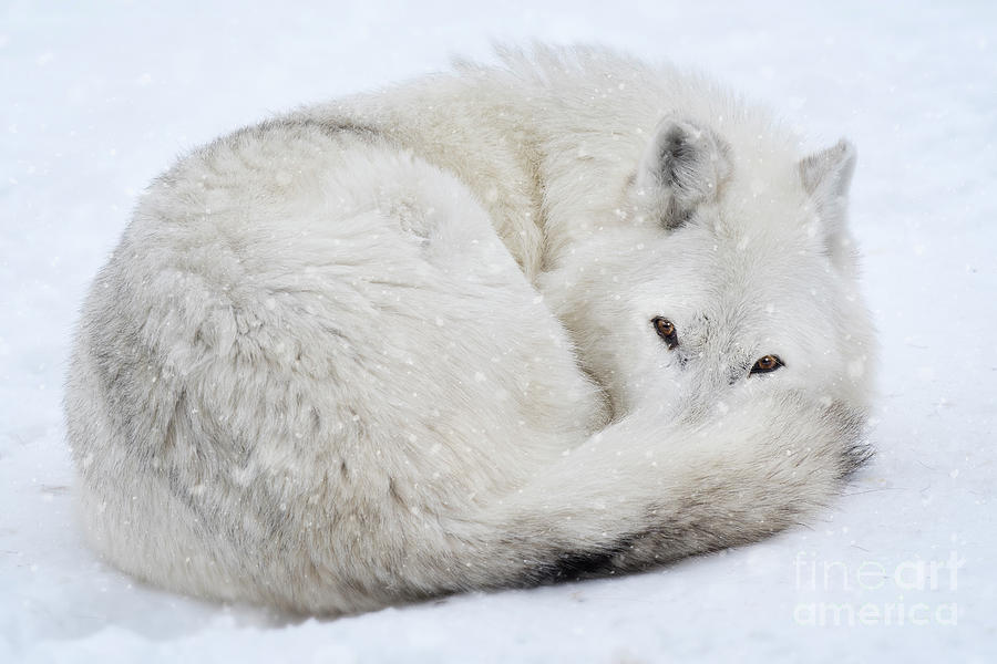 Winter Snow Wolf Photograph by Wildlife Fine Art