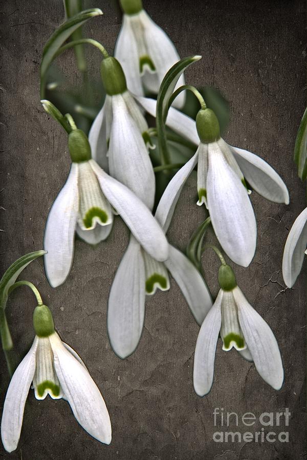 Winter Snowdrop Canvas Photograph by Martyn Arnold