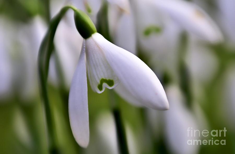 Winter Snowdrop Photograph by Martyn Arnold