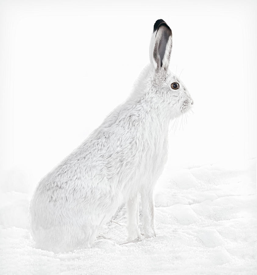  Winter Snowshoe Hare Photograph by Jennie Marie Schell