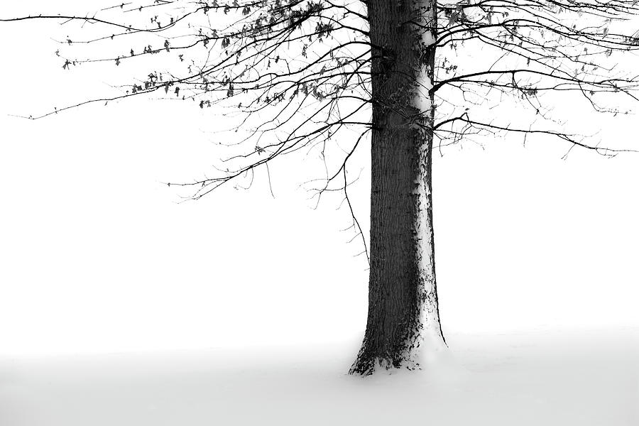 Winter Solitude Photograph by Marla Craven