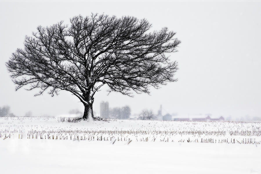 One Last Snowfall - Lone Oak in Snow and corn stubble near Stoughton WI Photograph by Peter Herman