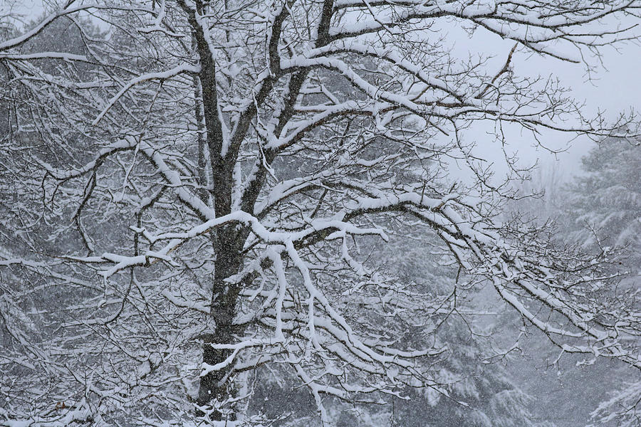 Winter Solitude Photograph by Sandra Huston