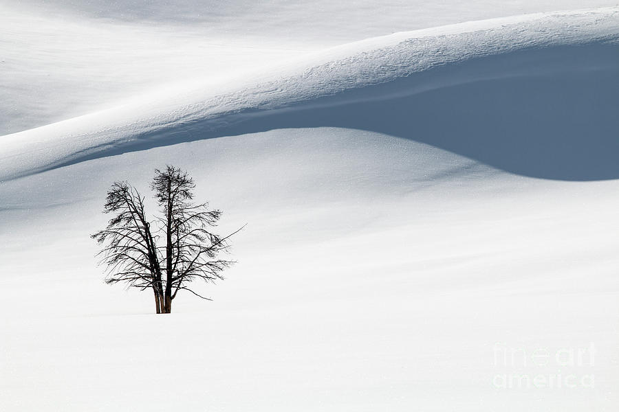 Winter Solitude Photograph by Sonya Lang
