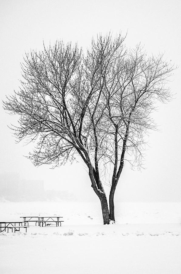 Winter Solitude Photograph by Stewart Helberg