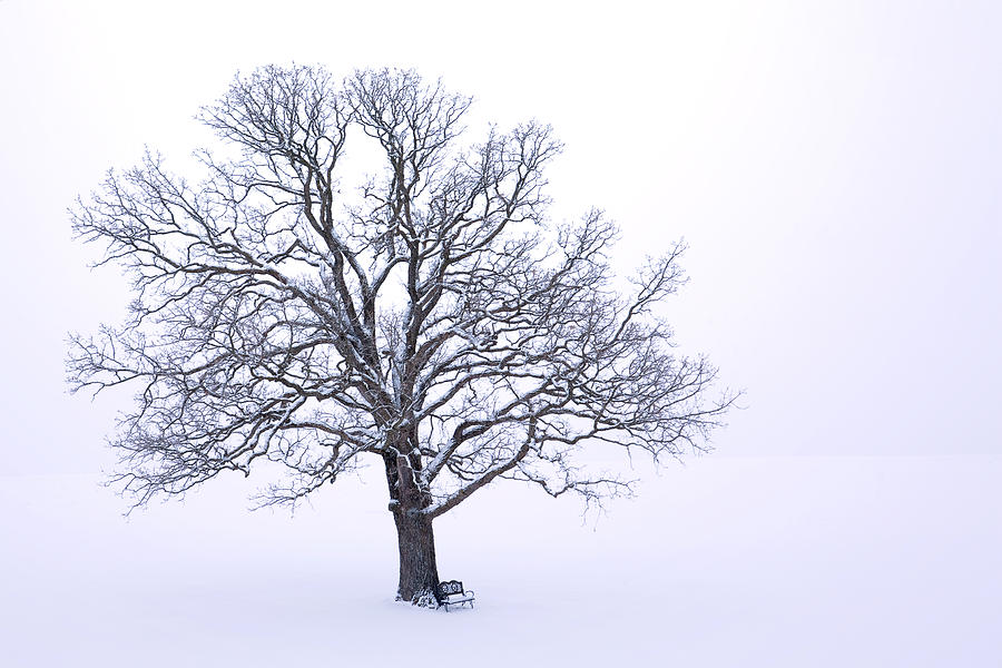Winter Photograph - Winter Solitude by Vicki France