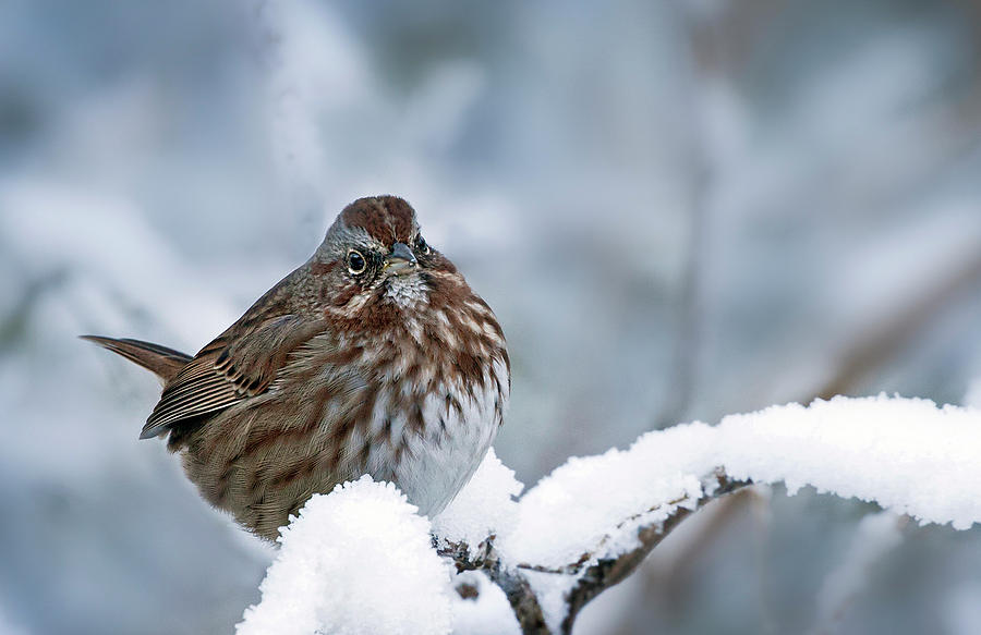 Winter Song Sparrow - 365-301 Photograph by Inge Riis McDonald