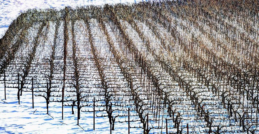 Winter Soter Vineyards Photograph by Jerry Sodorff