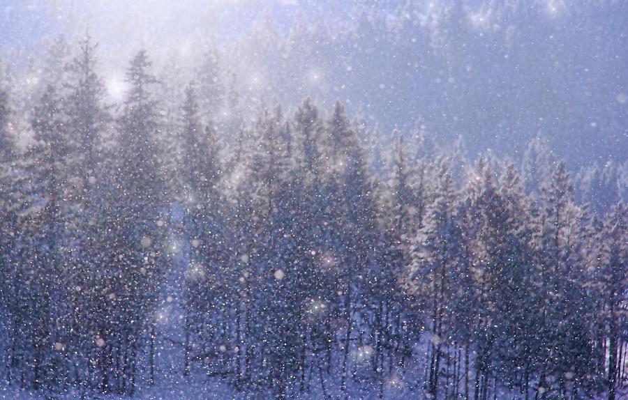 Winter Sparkle Photograph by Kathy Bassett