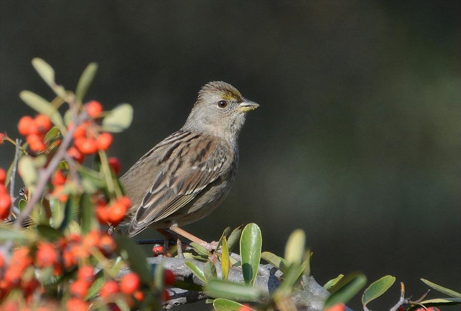 Winter Sparrow 2 Photograph by Fraida Gutovich