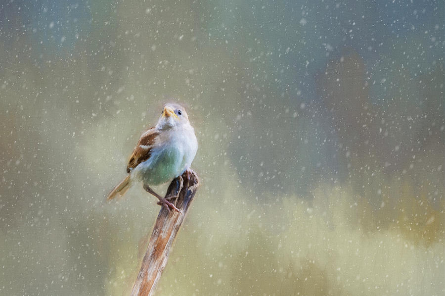 Winter Sparrow  Photograph by Cathy Kovarik