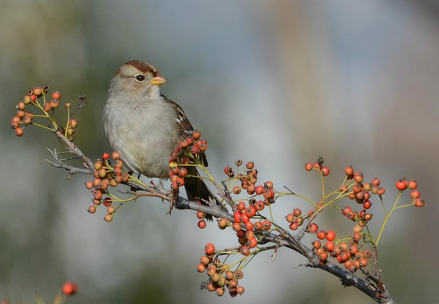 Winter Sparrow Photograph by Fraida Gutovich