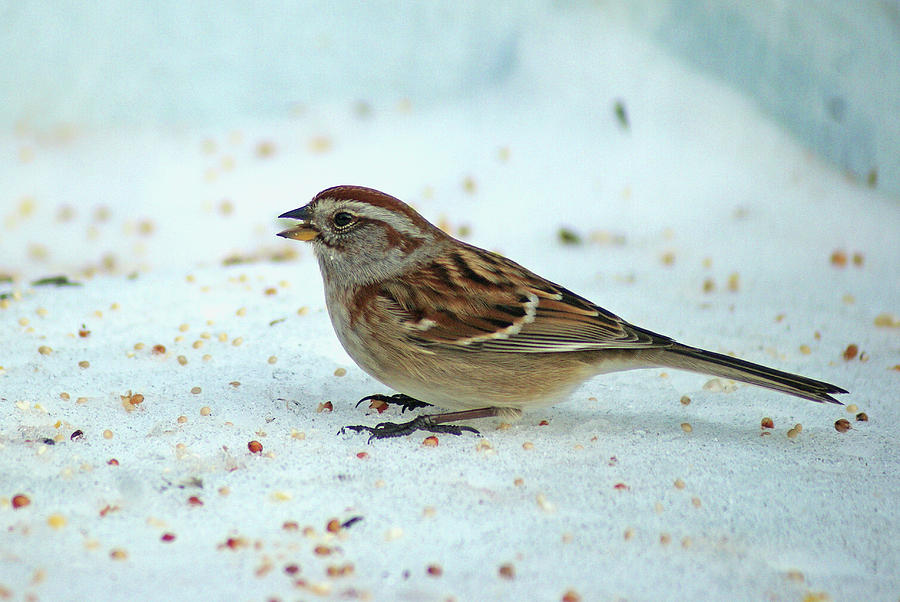 Winter Sparrow Photograph by Margie Avellino