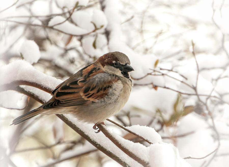 Winter Photograph - Winter Sparrow by Phyllis Taylor