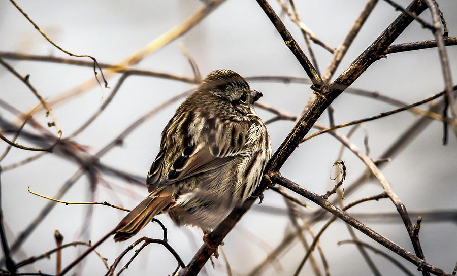 Winter Sparrow Photograph by Ray Congrove