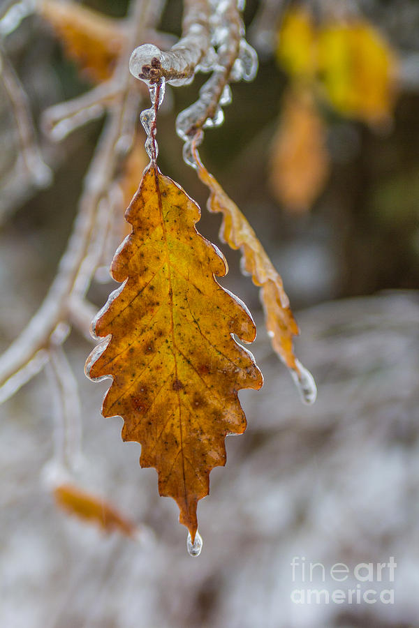 Winter Splendor Photograph by Jim McCain