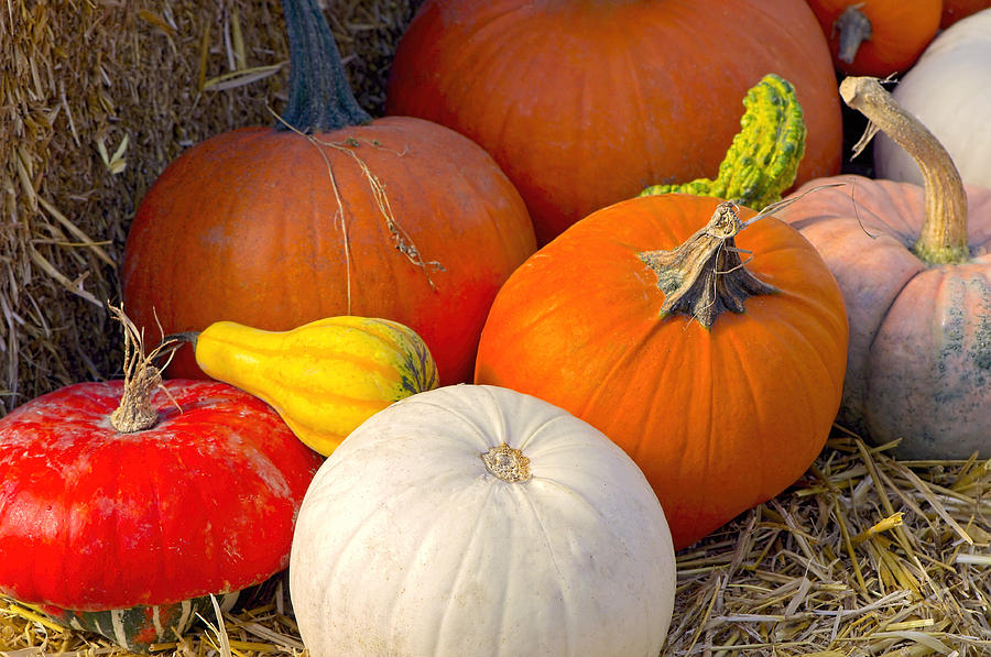 Winter Squash 2s Photograph By Sharon Talson Fine Art America   Winter Squash 2s Sharon Talson 