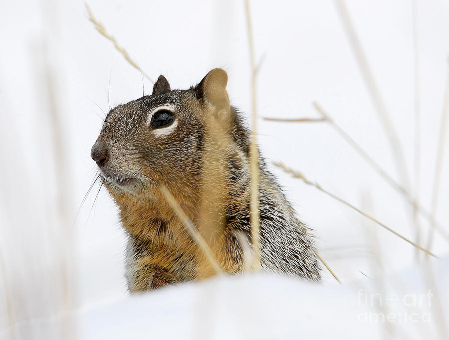 Winter Squirrel Photograph