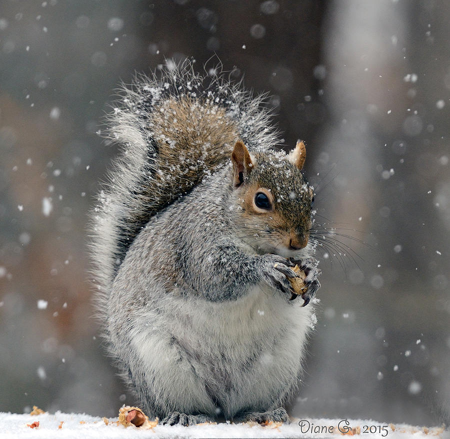 Winter Squirrel Photograph by Diane Giurco
