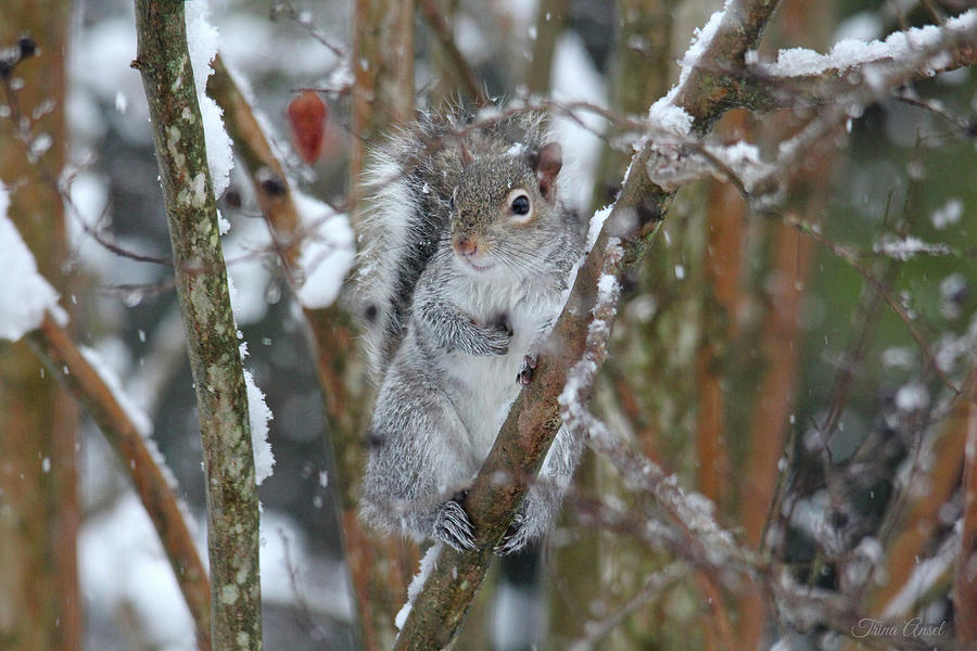 Winter Squirrel Photograph by Trina Ansel