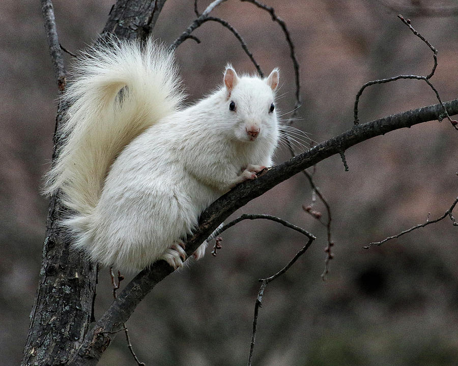 Wildlife Photograph - Winter Squirrel by William Selander