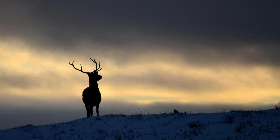 Winter Stag Silhouette Photograph by Gavin MacRae