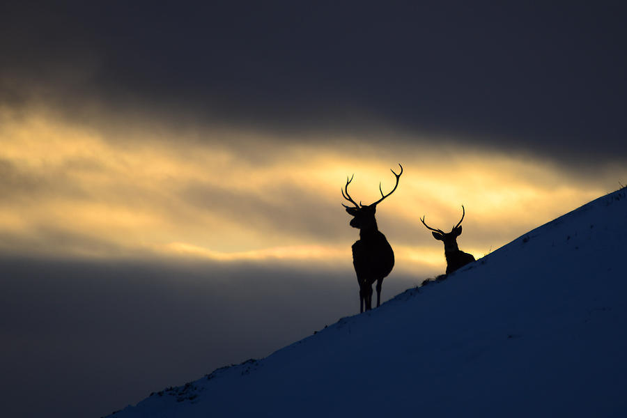 Winter Stags Silhouette Photograph by Gavin MacRae