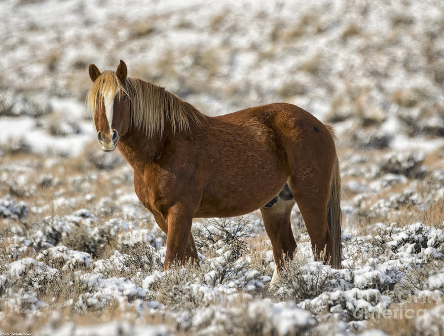 Winter Stallion Photograph by Mitch Shindelbower