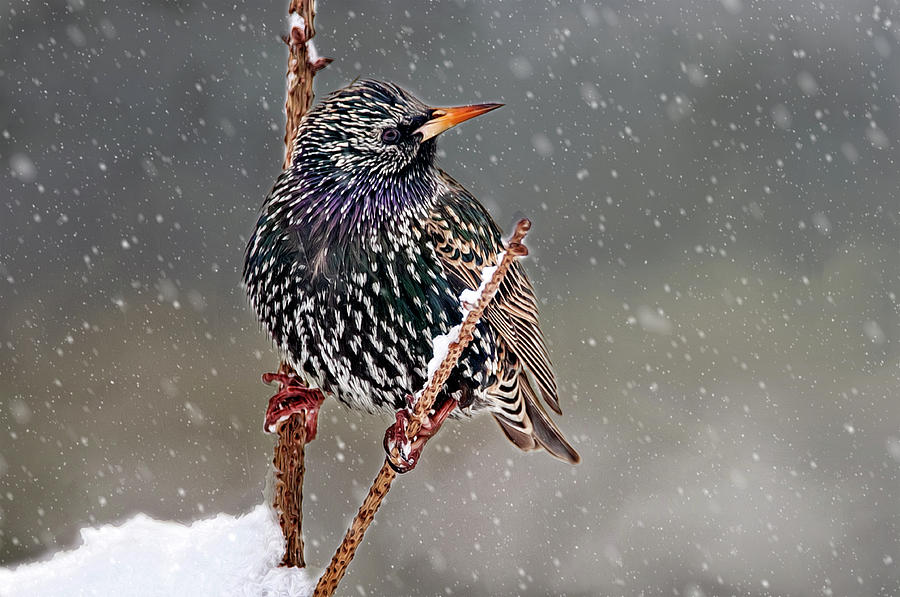 Winter Starling 2 Photograph by Cathy Kovarik