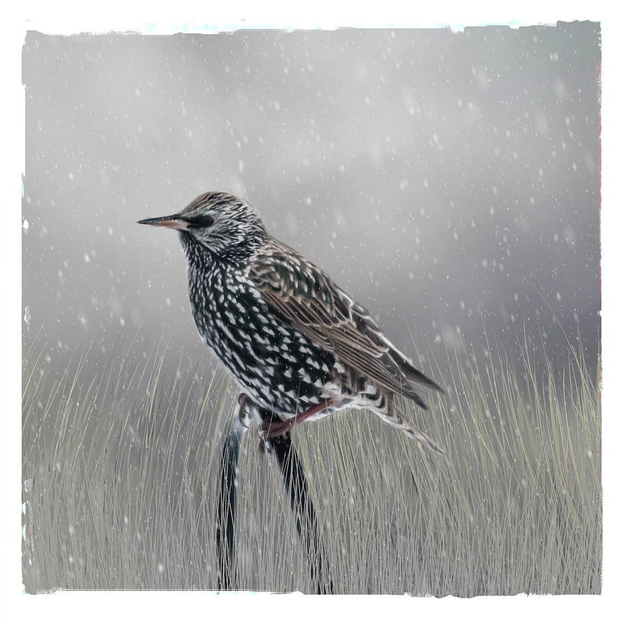 Winter Starling Photograph by Cathy Kovarik