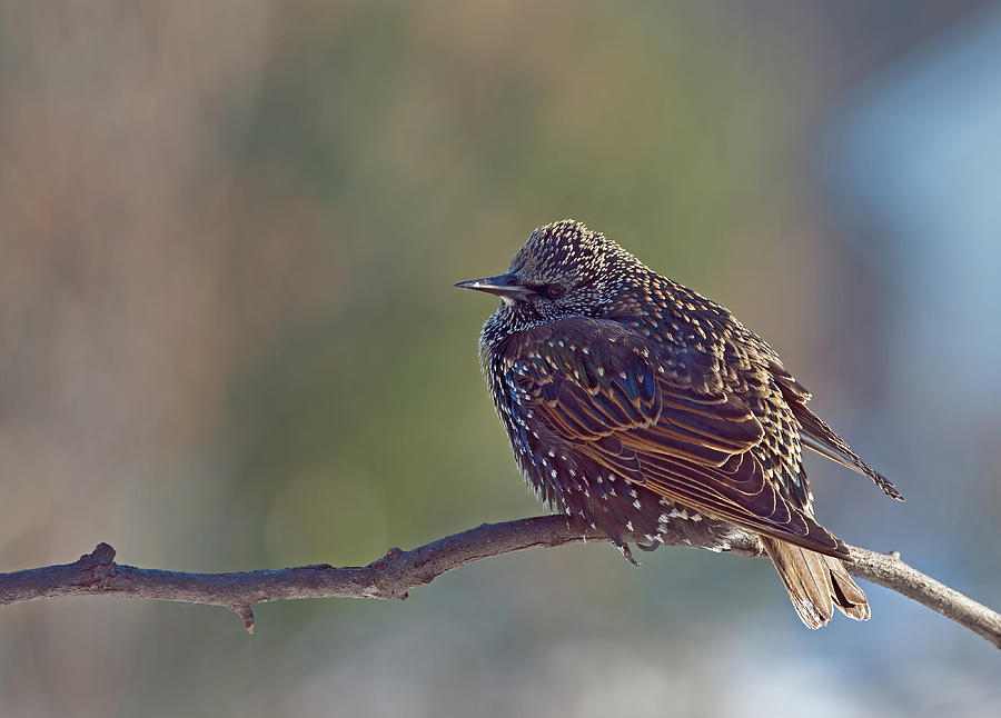 Winter Starling Photograph by Jim Zablotny