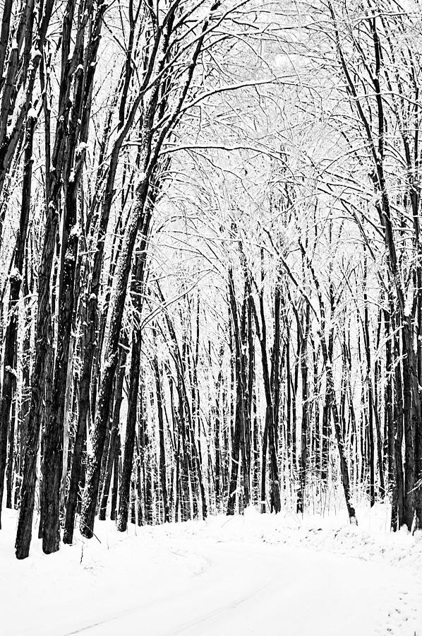 Winter Startk Photograph by JGracey Stinson