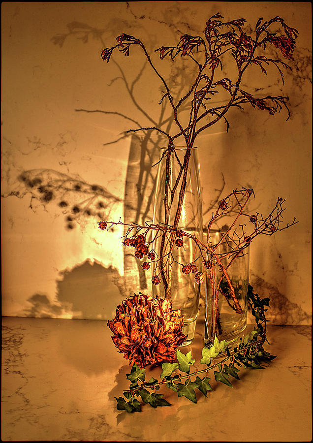 Winter still life Photograph by Andrei SKY
