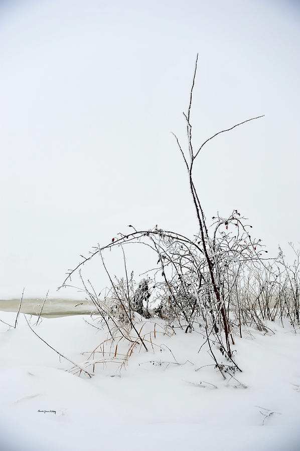 Winter Stillness Photograph by Randi Grace Nilsberg