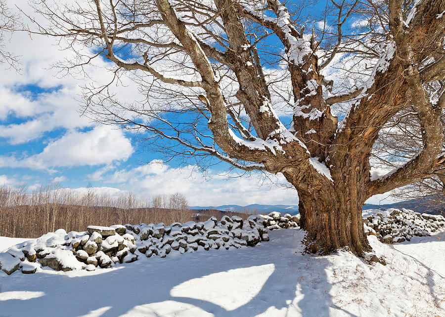 Winter Stone Wall Scenic Photograph by Alan L Graham
