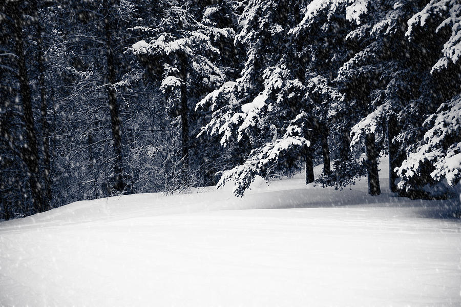 Winter Photograph - Winter Storm by Maggie Terlecki