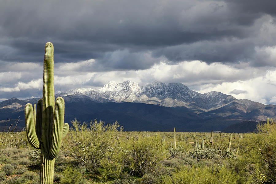 Winter Storm View Photograph by Cathy Franklin