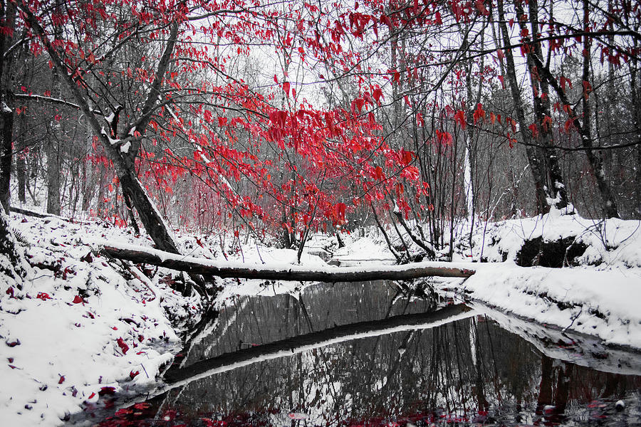Winter Stream Photograph by Parker Cunningham