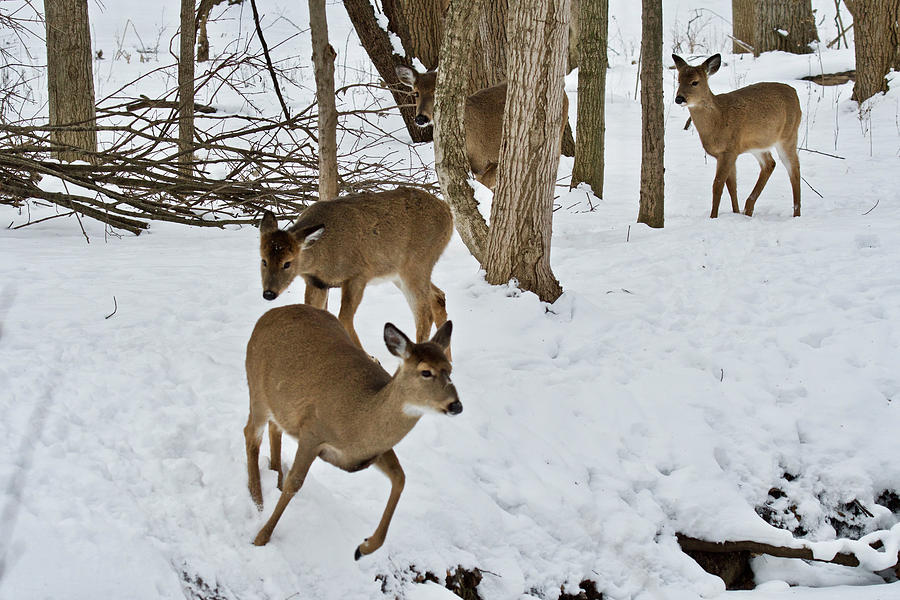 Winter Stroll Photograph by Michael Peychich