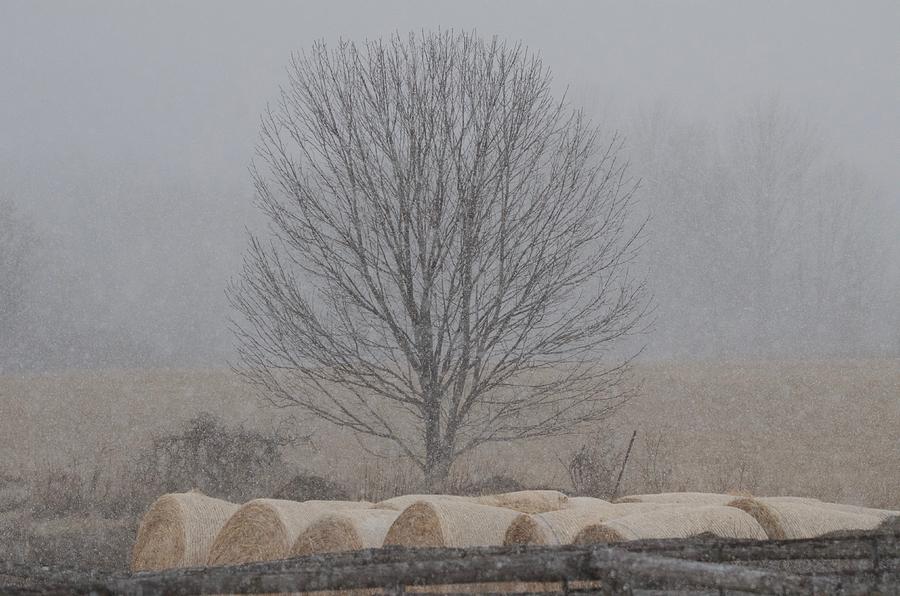 Winter Photograph - Winter Storm Tree 1 by Greg Hayhoe