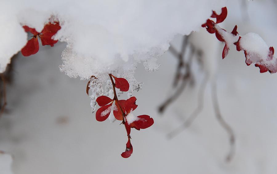 Winter Photograph - Winter Studies #7 by Sue Thomson