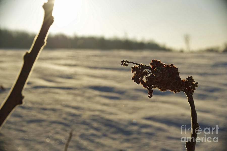 Winter Photograph - Winter Sumac by Elaine Mikkelstrup