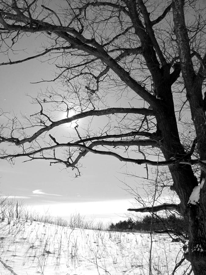 Winter Sun Photograph by Douglas Pike